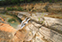 Gallery 11